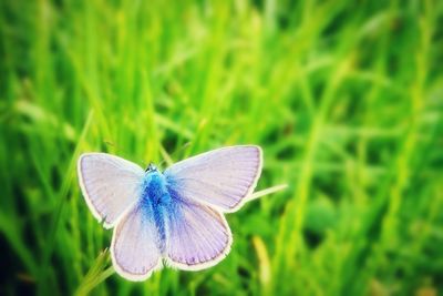 Close-up of butterfly pollinating on flower