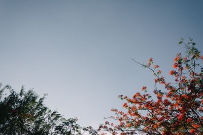 Low angle view of flowering plants against clear sky