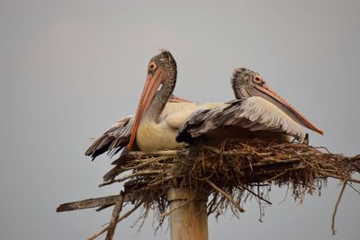 Low angle view of birds perching on tree against sky