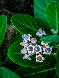 Close-up of purple flowering plant leaves