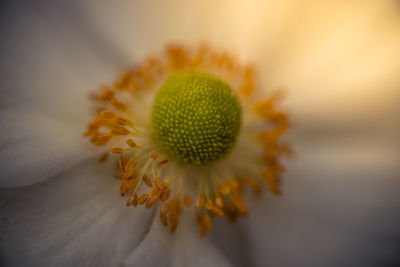 Close-up of yellow dandelion flower