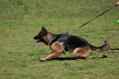 Dog on grassy field