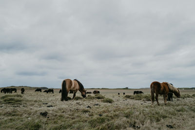 Icelandic horses in the field in iceland