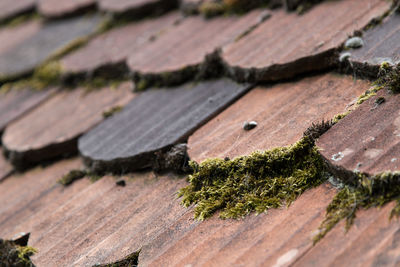 Close-up of wooden plank