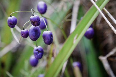 Close-up of grapes growing on plant