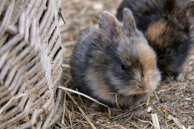 Close-up of a rabbit