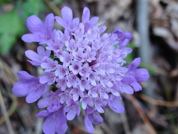 Close-up of purple flower blooming outdoors