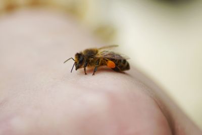 Close-up of bee