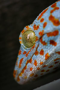 Close-up of orange butterfly