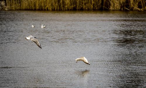 Birds flying over lake