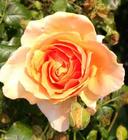 Close-up of rose flower