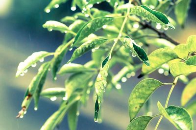 Close-up of leaves