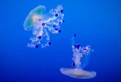 Close-up of jellyfish swimming underwater