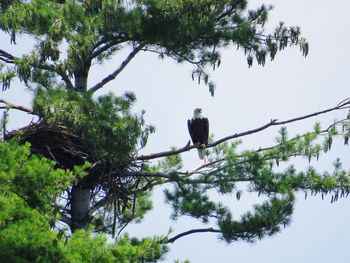 Low angle view of bird perching on tree against sky