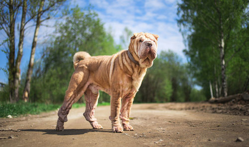 Portrait of a dog on land