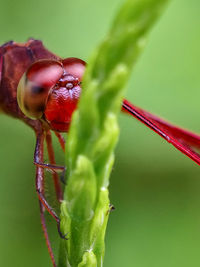 Close-up of insect on plant