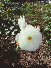 Close-up of white flowering plant