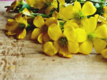 Close-up of yellow flower