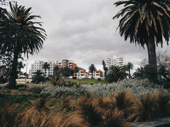 Palm trees in town against sky