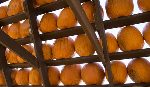 Close-up of pumpkins