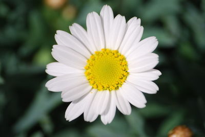 Close-up of white daisy flower