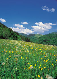 Scenic view of flowering plants on field against sky