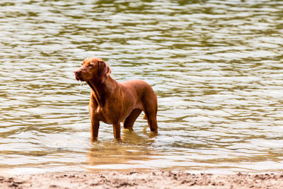 Dog looking at lake