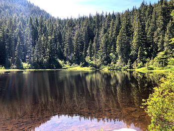 Scenic view of lake in forest