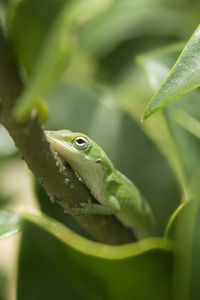 Close-up of green lizard on plant