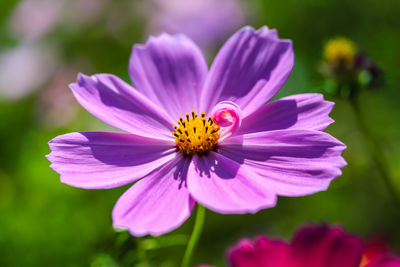 Close-up of purple flower blooming outdoors