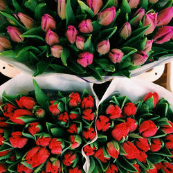 Close-up of red flowers