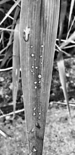 Close-up of old wood