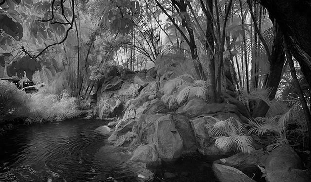 water, tree, rock - object, nature, rock formation, tranquility, beauty in nature, scenics, tranquil scene, day, forest, river, rock, outdoors, branch, sunlight, non-urban scene, growth, stream, plant