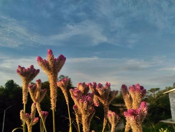 Low angle view of pink flowering plants on field against sky