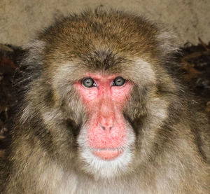 Close-up portrait of monkey