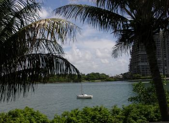 Palm trees by sea