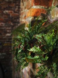 Close-up of moss on leaf