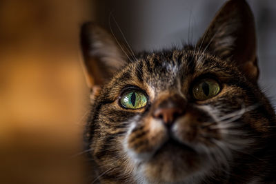 Close-up portrait of a cat