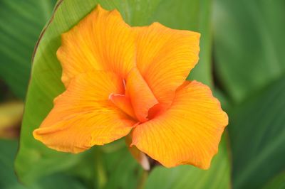 Close-up of yellow flower