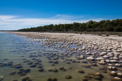 Lake clifton thrombolites, western australia