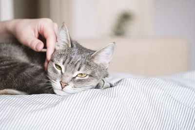 The gray striped cat lies in bed on the bed with woman's hand on a gray background. 