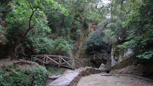 Footbridge amidst trees in forest