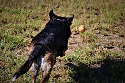 Black dog in a field