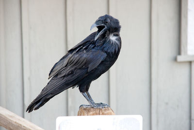 Close-up of bird perching on wood