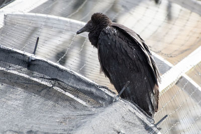 Close-up of bird flying