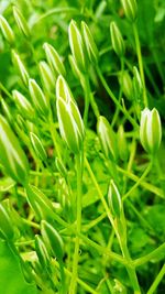 Close-up of plants growing on field