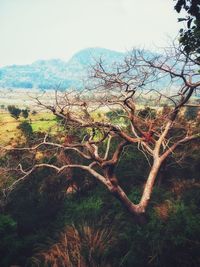 Bare tree on landscape against sky