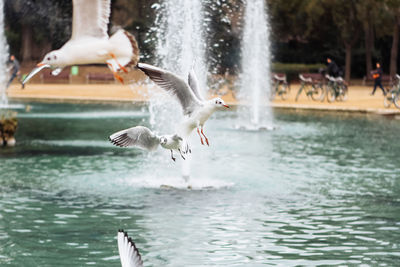 Side view of a bird in lake