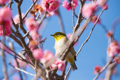 Low angle view of bird perching on tree