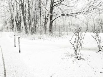 Bare trees on snow covered land